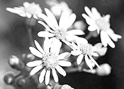 在线电话轰炸网页版